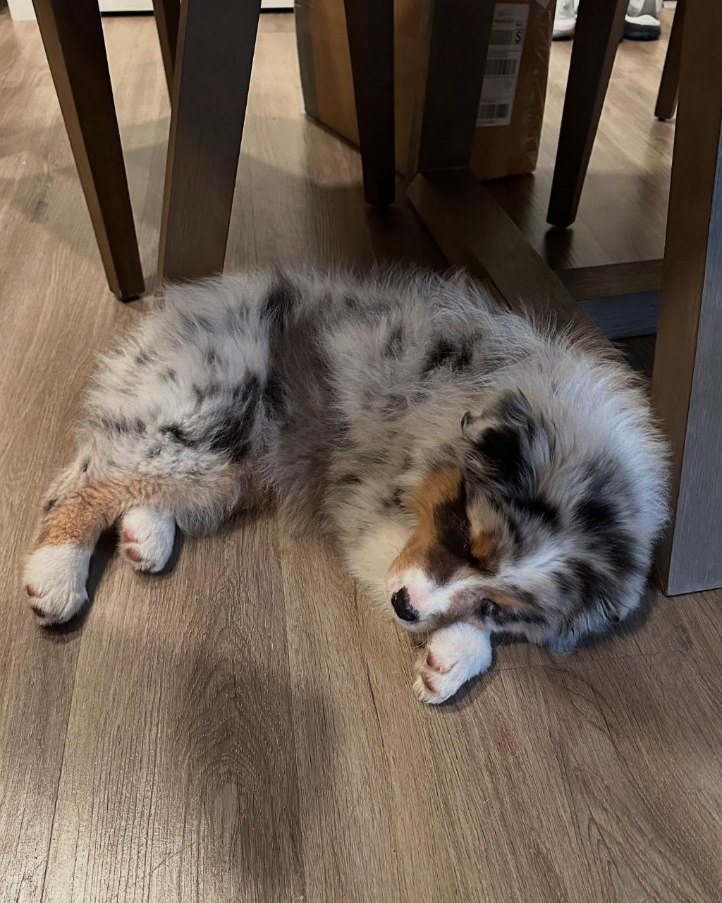 Kate - Australian Shepherd Puppy